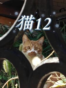 猫12楼掉下去会死吗